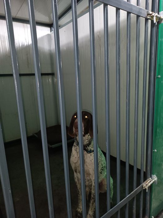 Pensiune canina Brasov