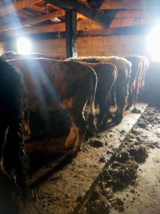 Продам 3 бычка с откорма