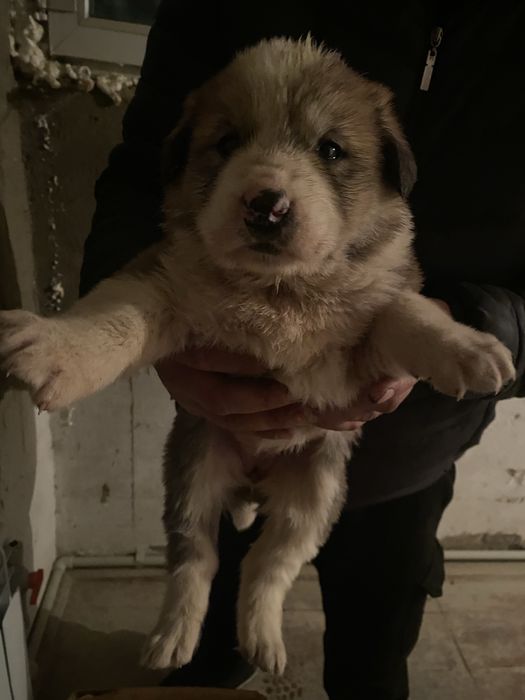 Казахи Тобет девочки