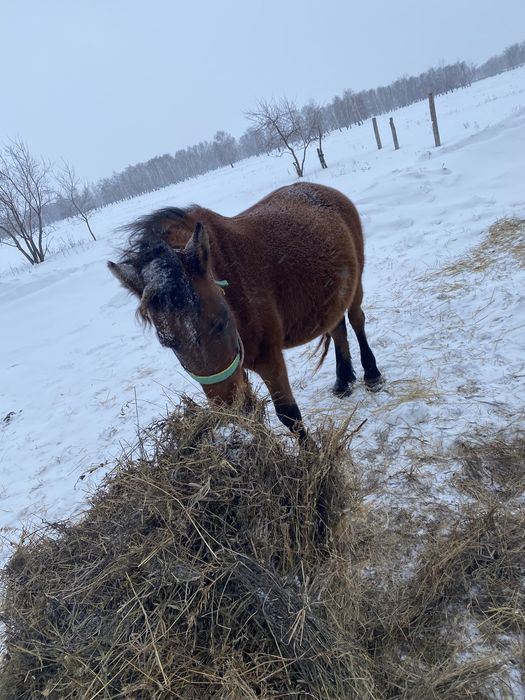 Продам лошадь для хозяйства