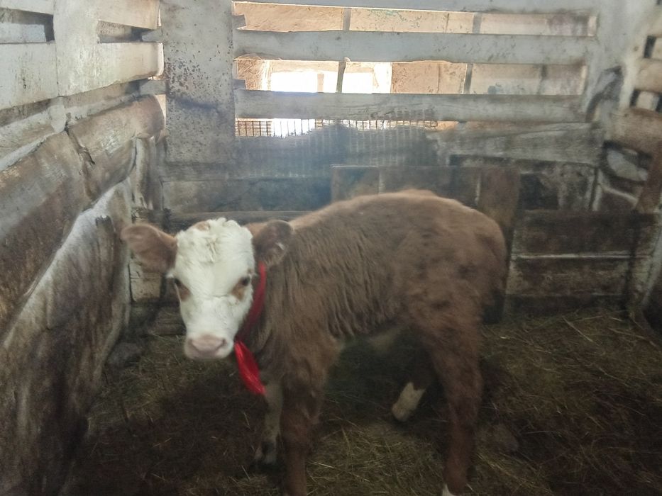 Теленок недельный