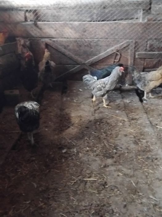 Продам молодых петушков