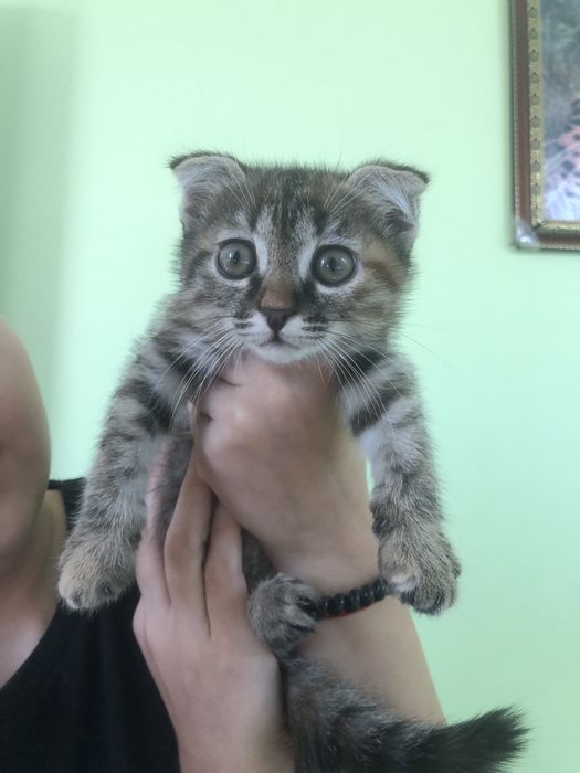 Любимые животные