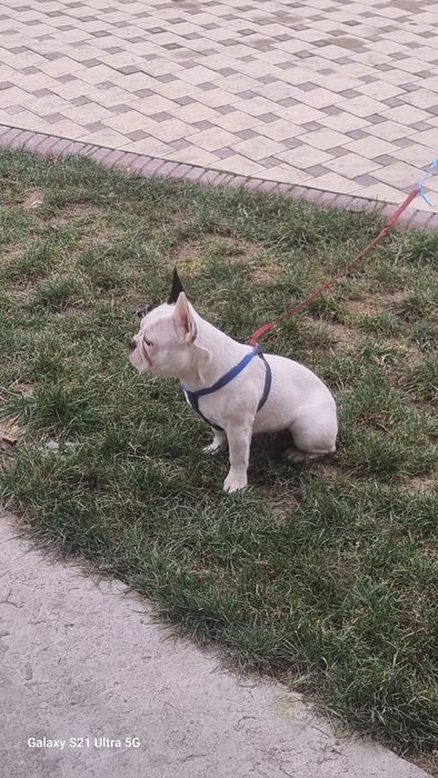 Продается собака породы  Француский бульдог