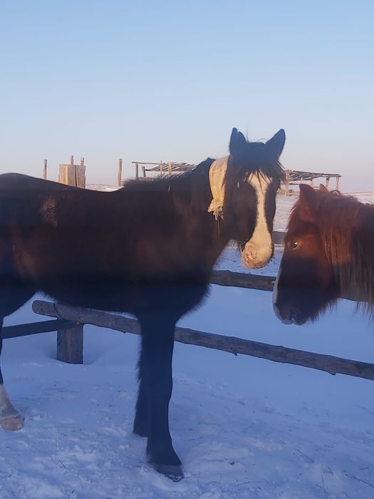 Ат сатылады 450000