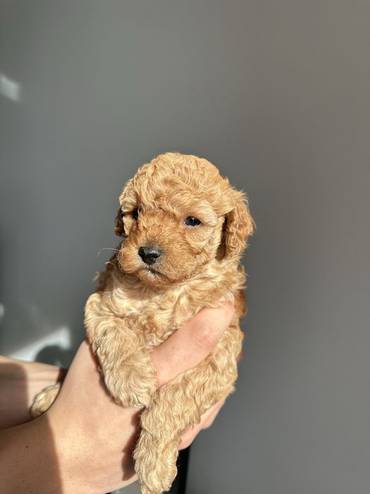 Той Пудел / мини той пудел / toy poodle