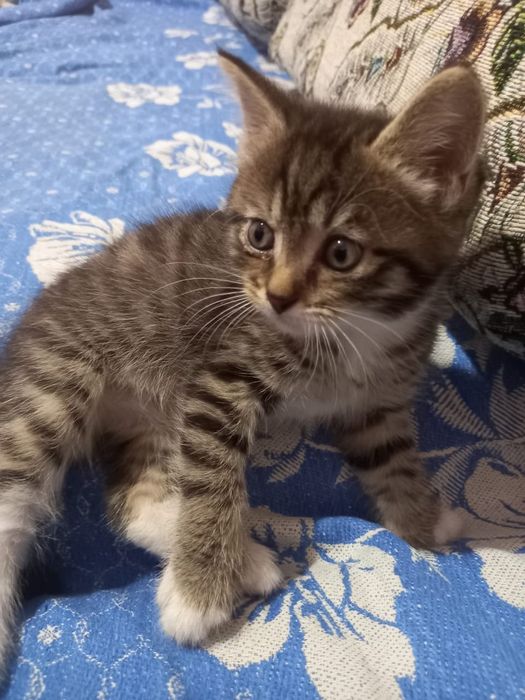 Отдам котят в хорошие руки