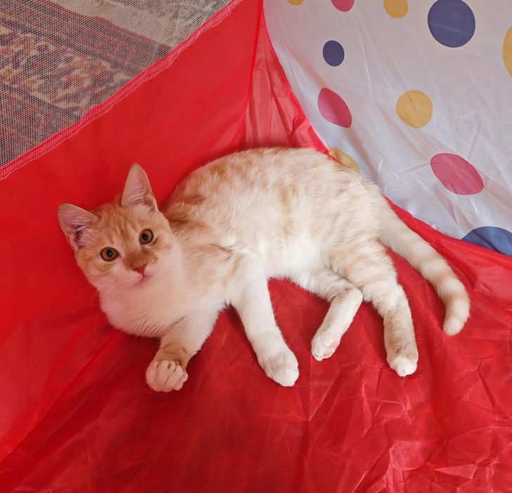 Шикарный котенок 6 месяцев