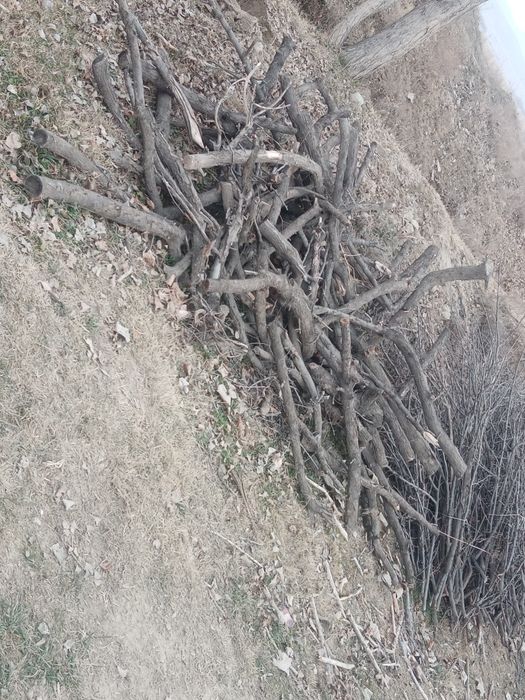 O'tin. Otin. Sotiladi arzon narxda qilib beramiz