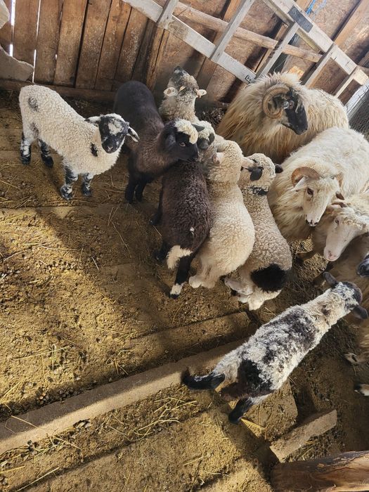 Vand 12 oi si 9 miei