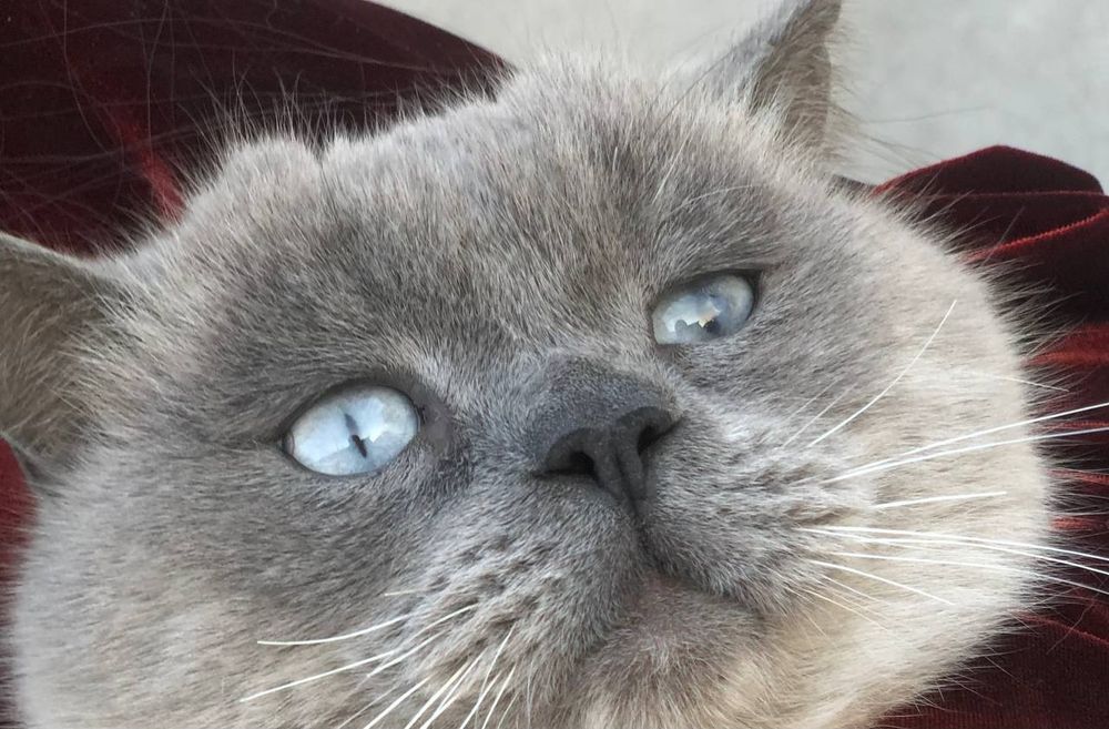 Кот, Британский короткошёрстный котик, окрас блю-пойнт
Редкий окрас ко