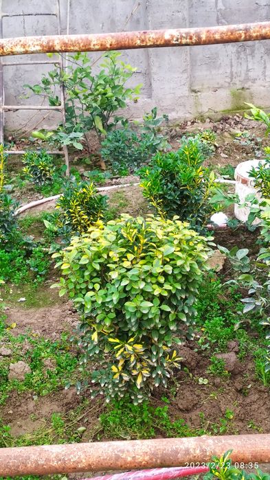 Birsklet  va shamshod. Va boshqa kochat