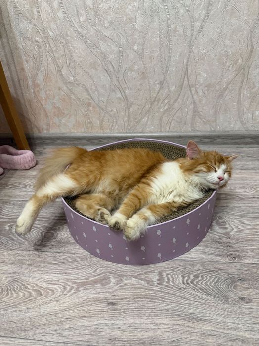 Ищу любящий дом для кошки