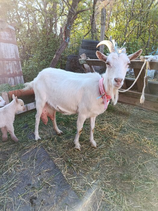 Vând capra sanen buna de lapte cu iezi țap și iadă