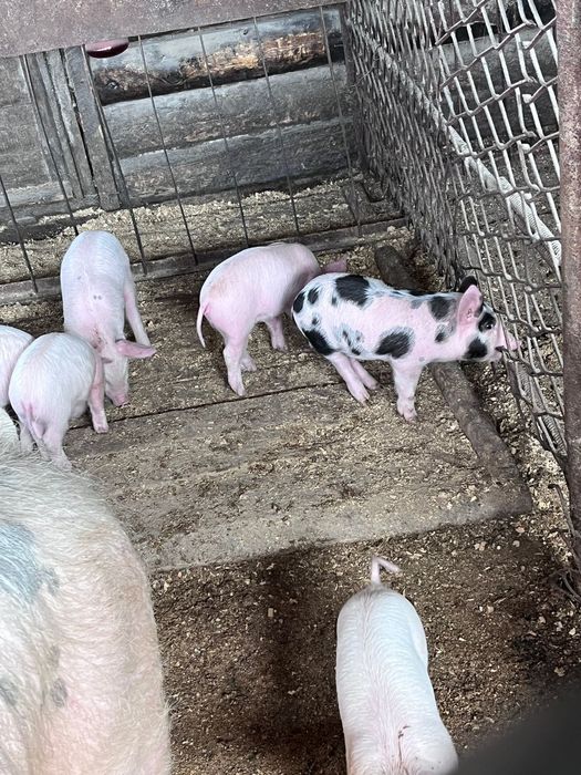 Поросята месячные