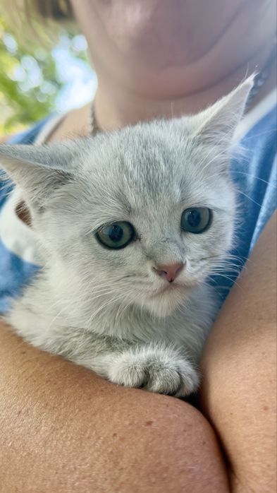 Котенок мальчик шиншил