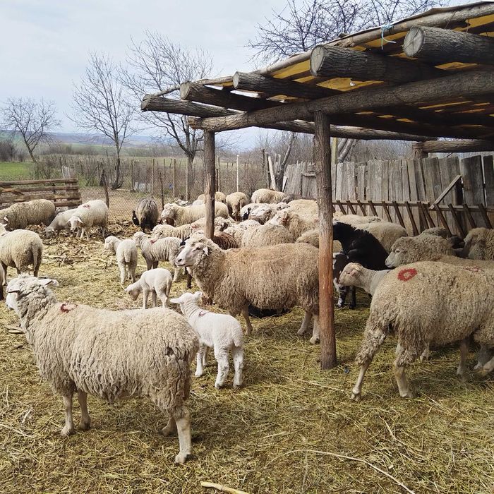 Oi de vânzare tinere