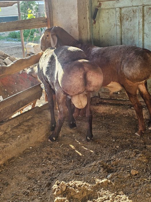 Екы кошкар сатылады