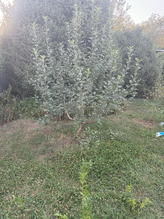 Шырша ағашы жемыс ағашысатылады