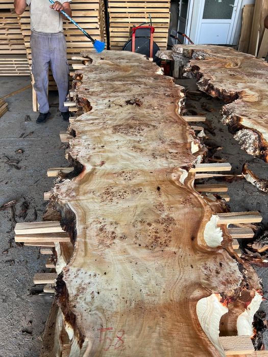 Felii, Blaturi Nuc, stejar plop 50-,100 cm