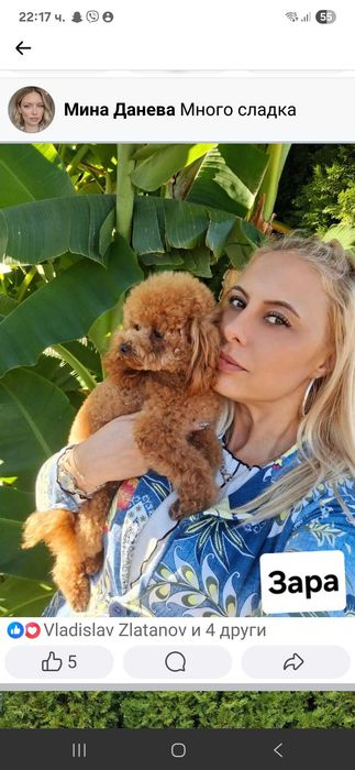 Toy & Mini poodle, FCI, Genetic, PL