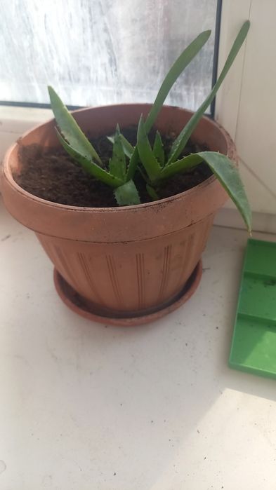 Алоэ Вера 2 летка