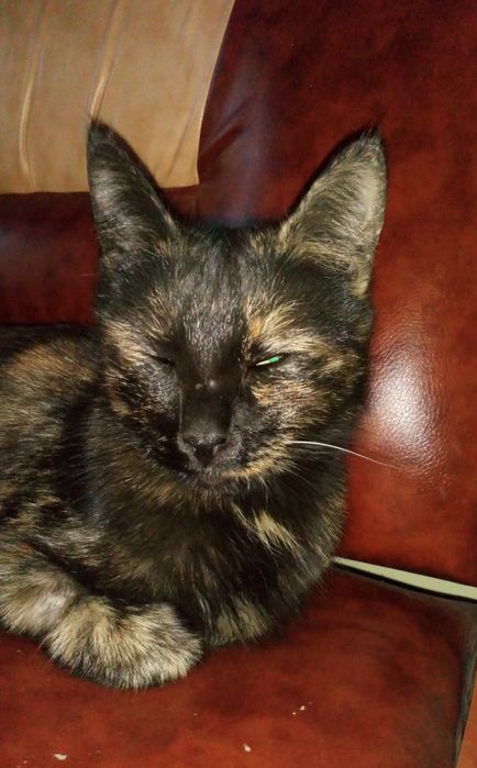 Потерялась кошка