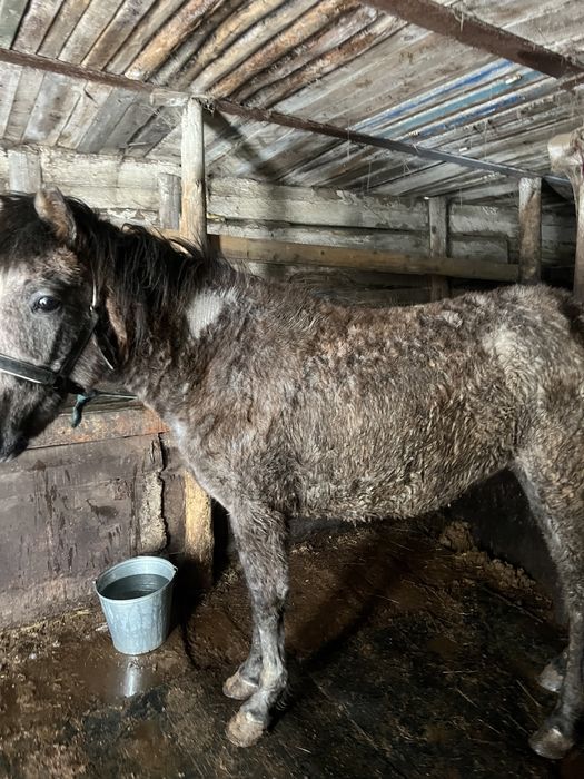 Байтал с откорма есть обмен