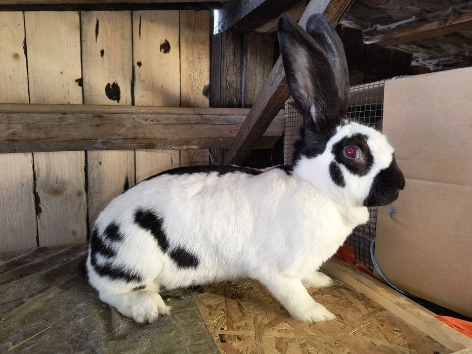 Femela Fluture German Pestriț Alb Negru si pui janeti si alb negru