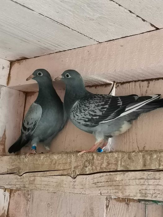 Pui Porumbei Voiajori Maraton 2026