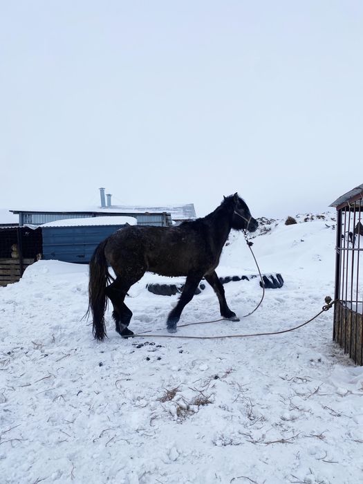 Айгыр сатылады, продается жеребец.