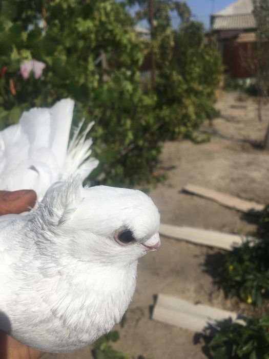 Продам белого самца молодой