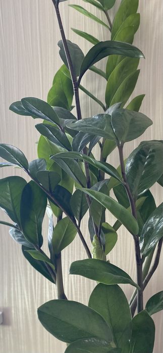 Замиокулькас обыкновенный