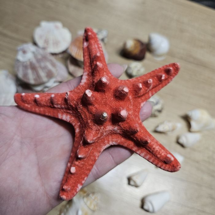 Ракушки морские набор