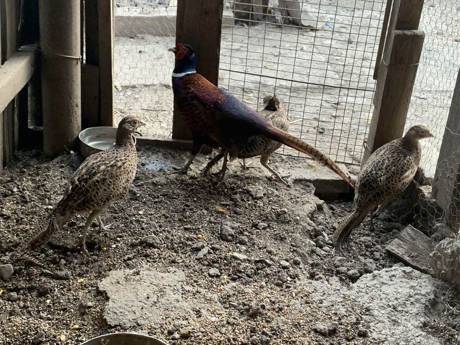 Fazani si Gaini Pitice