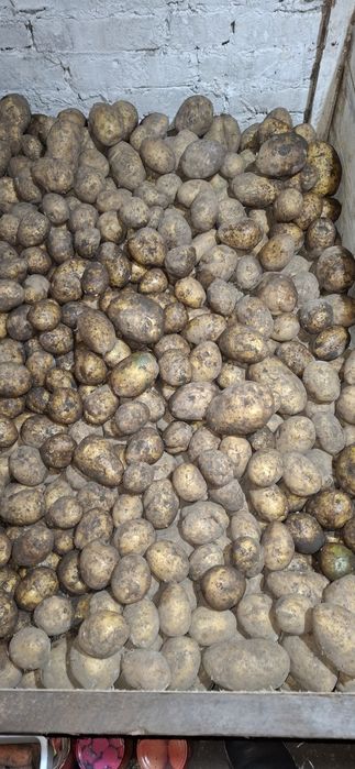 Продам вкусную картошку