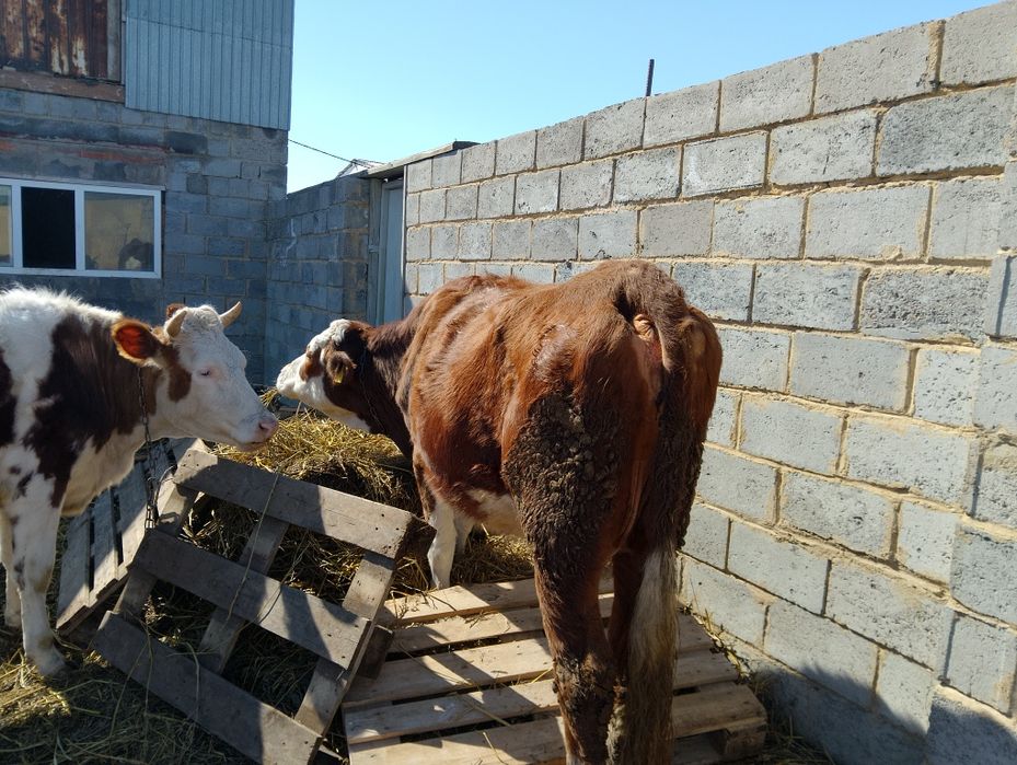 2 коровы и телёнок симментал