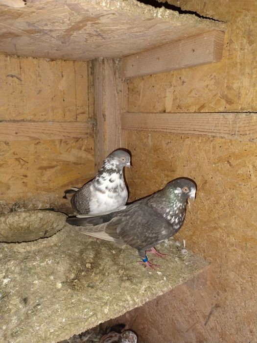 Porumbei pescăruși și tipleri