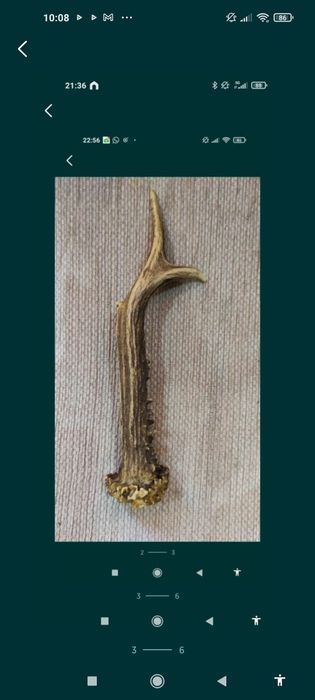 Corn cerb pentru cuțit , panoplie sau altele.