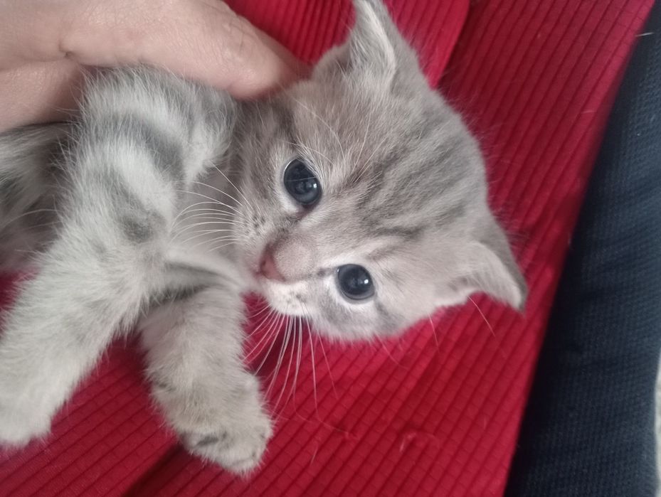 Котята Британцы продам