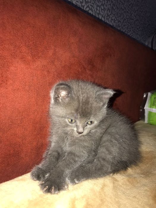 Британский котенок девочка
