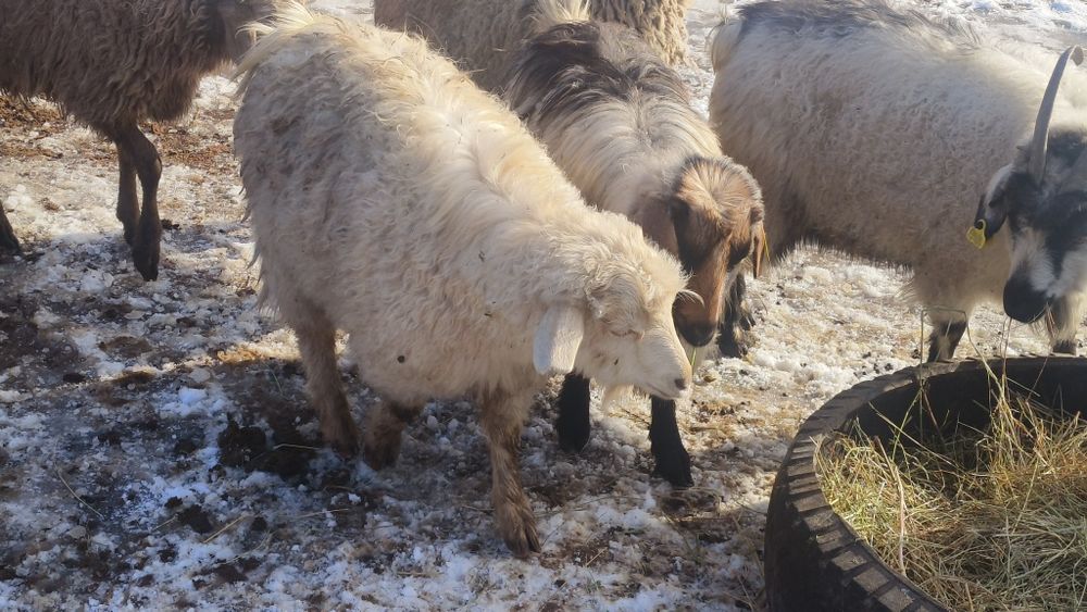 Серкелер сатылады
