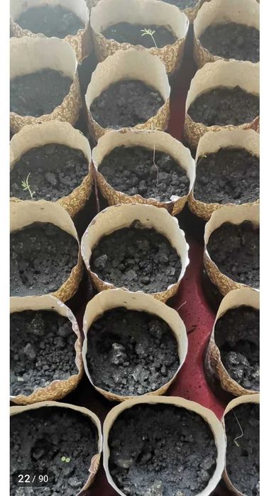 Bodring pomidor ko'chatlari sifat kafolati