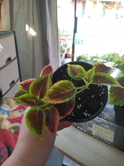 Колеусы разных видов