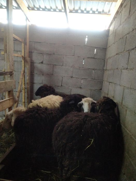 Бараны жырные на мясо