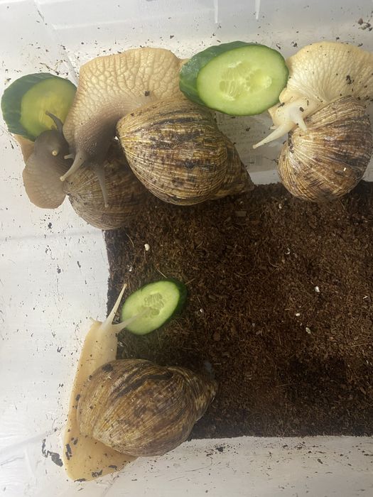 продам улиток Ахатин