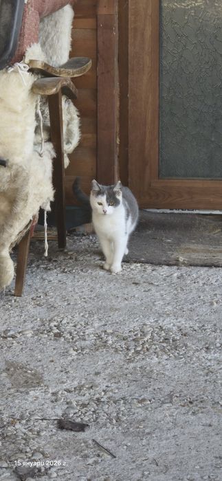 Котенца търсят дом