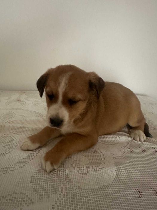 малки, сладки спенидори