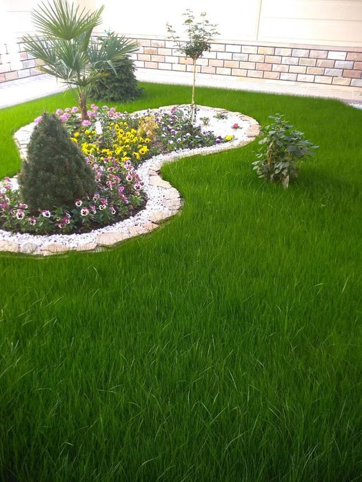 Газон ланшафт афтопалиф