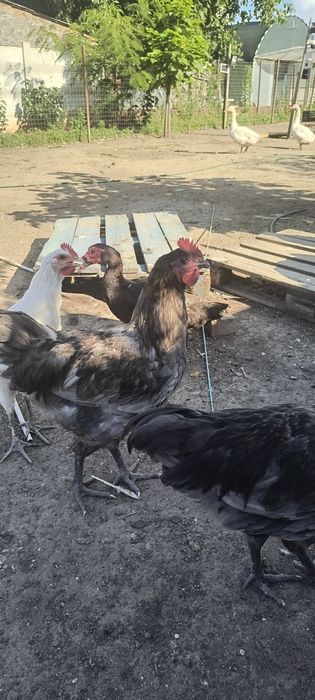 Cocosi austrolorp de vanzare